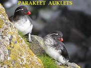 parakeet auklets reduit.jpg