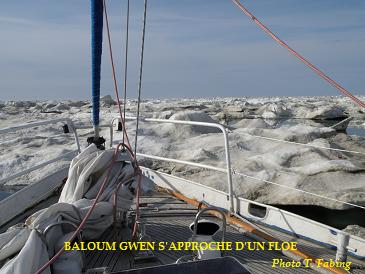 Baloum s'approche d'un floe.jpg