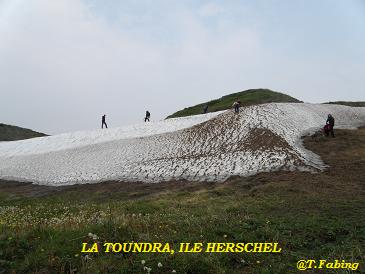 La toundra ile Herschel.jpg