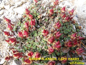 Rares plantes, Cape Parry.jpg