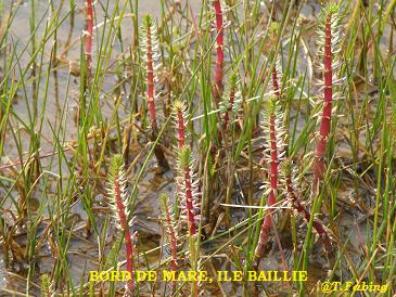 Bord de mare, Ile Baillie.jpg