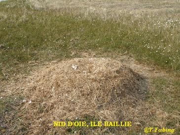 Nid d'oie ile baillie.jpg