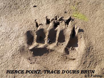 Pierce Point trace d'ours.jpg