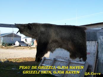 peau de grizzli.jpg