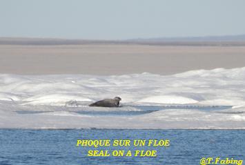 phoque sur floe.jpg