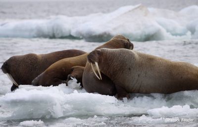 walruses-web.jpg