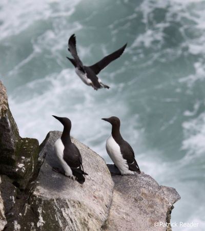 web-guillemot-16-juin.jpg